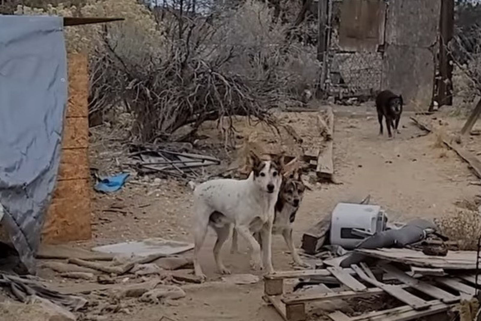 three stray dogs on a picture