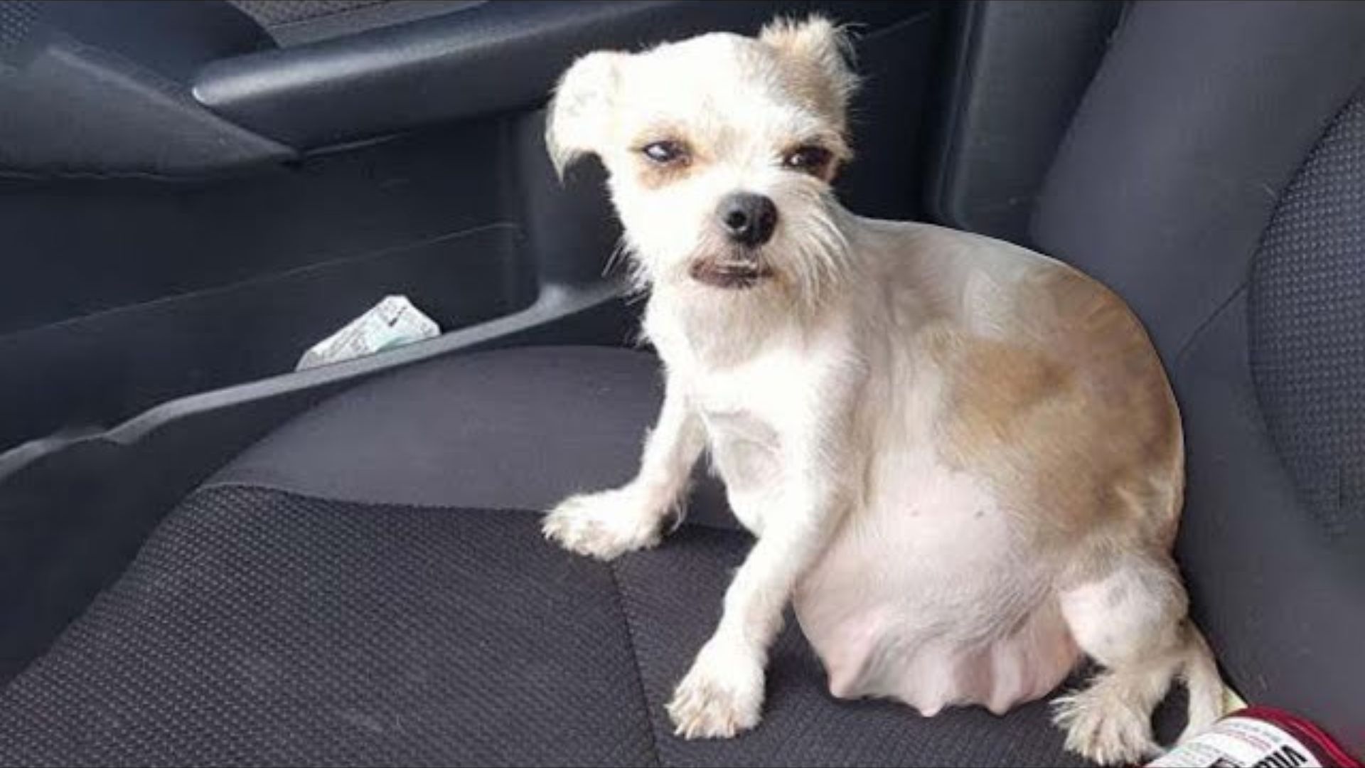 Rescuers Shocked To Discover The Unexpected Surprise Next To The Abandoned Dog