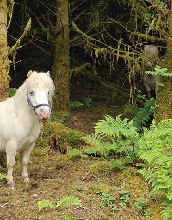 tiny fellow in the wood