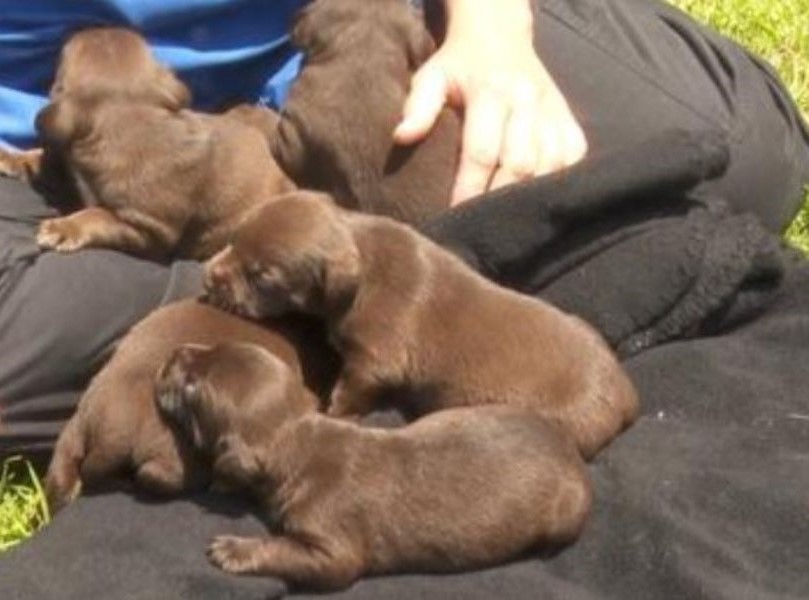 tiny puppies sleeping outdoors