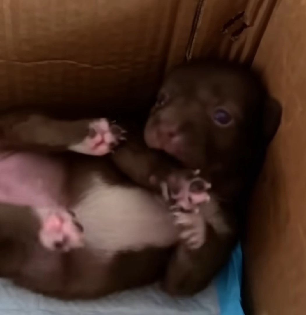 tiny puppy in cardbox