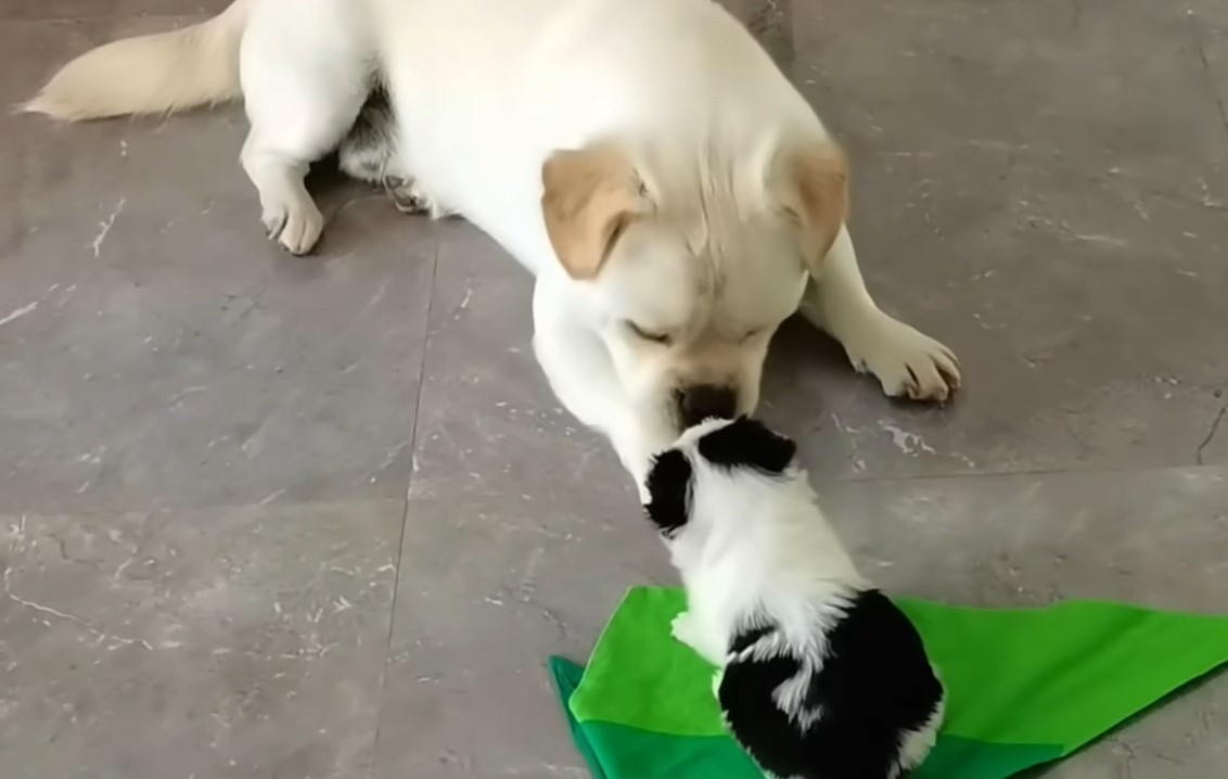 tiny puppy lying with a dog