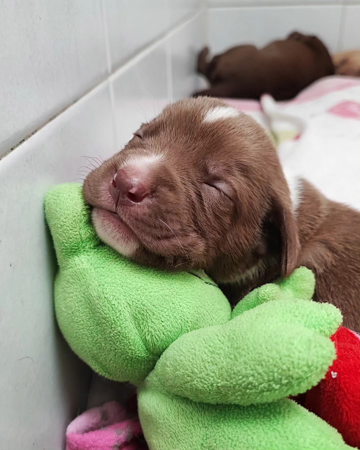 tiny puppy sleeping