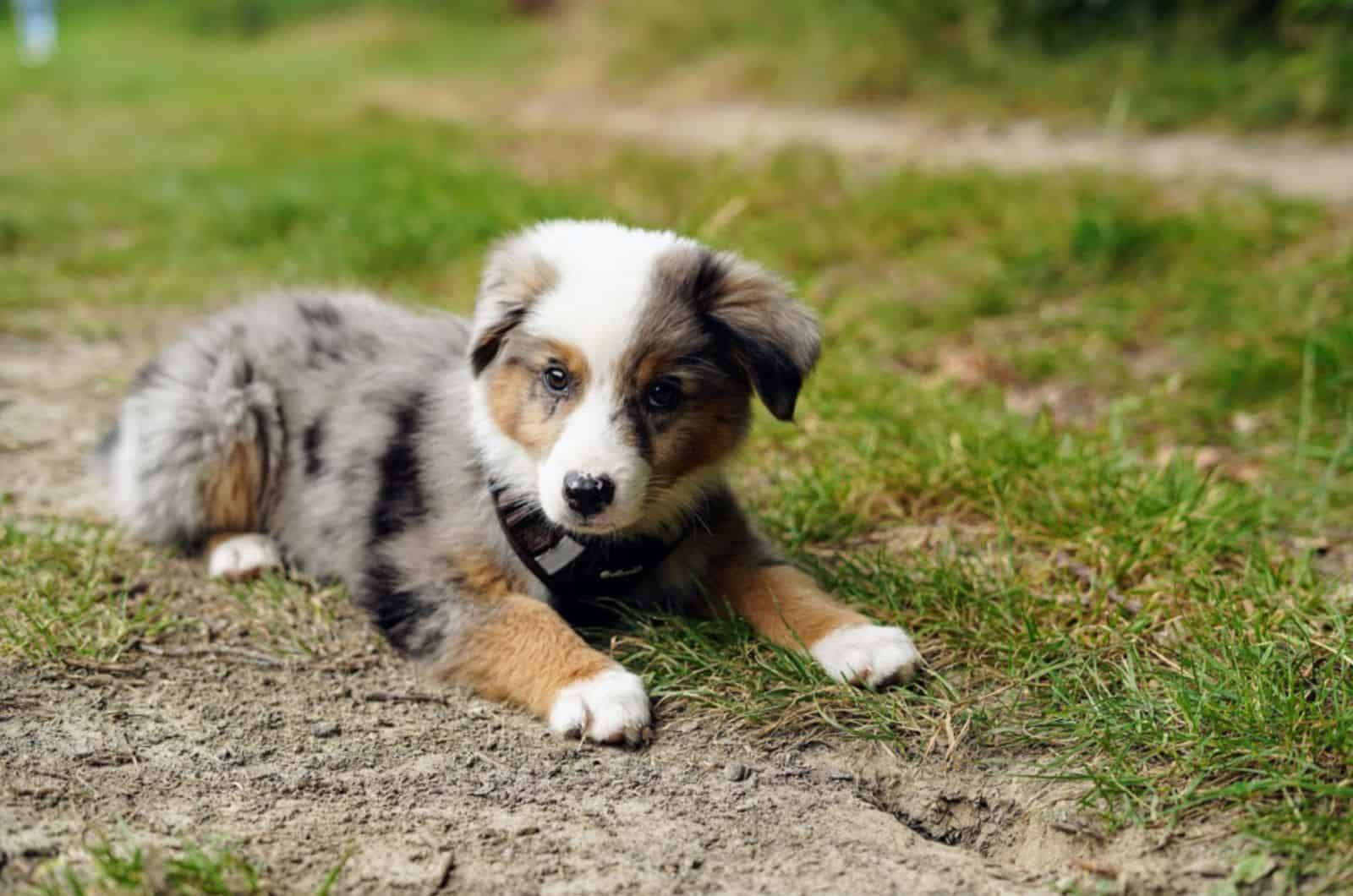 toy australian shepherd lying on the ground