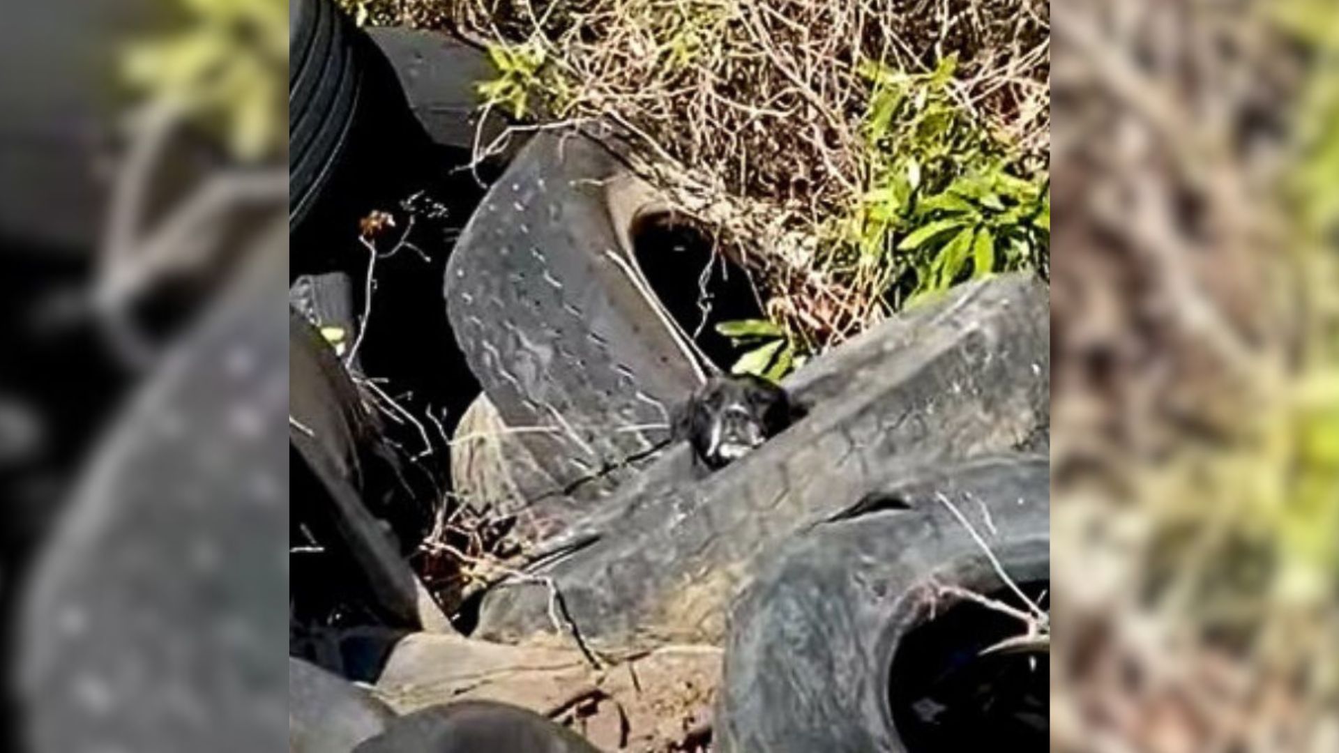 Truck Driver Paused When He Realized Something Was Moving In A Pile Of Tires So He Went To Investigate