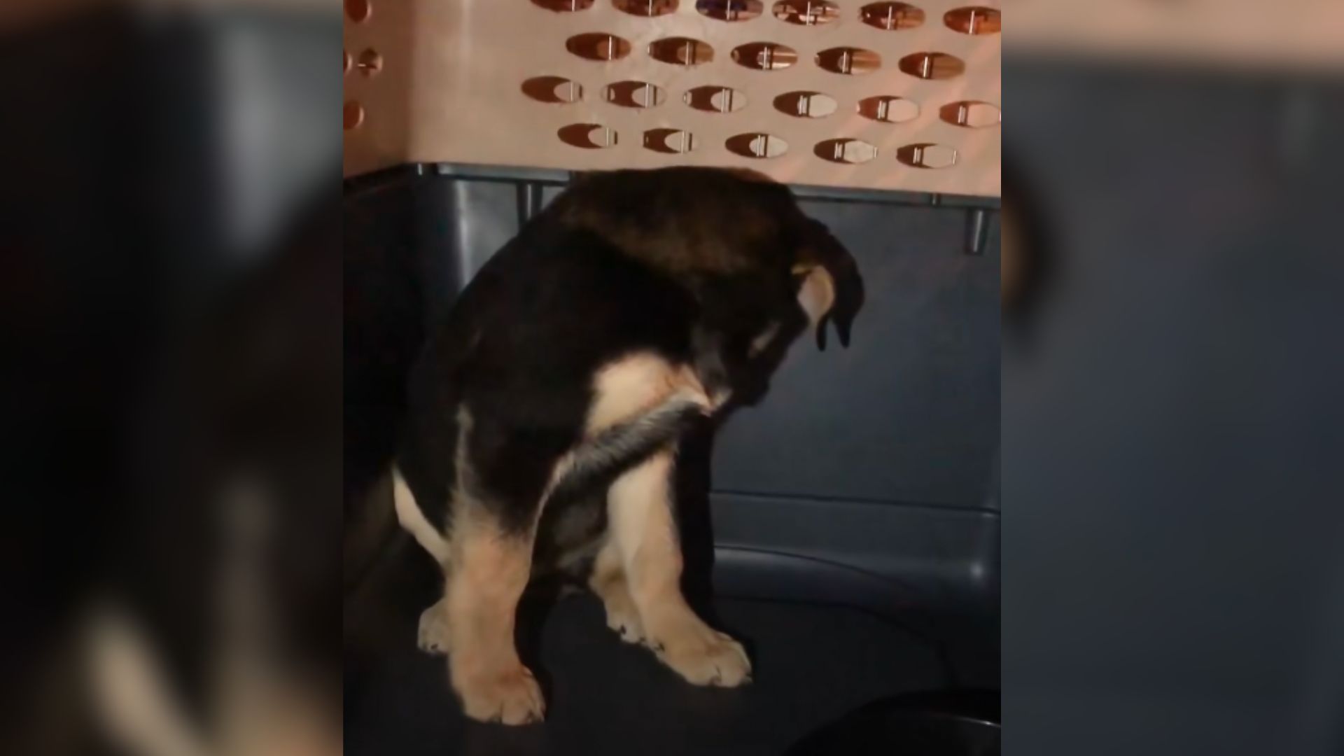 Scared Puppy Refused To Trust Anyone, Then He Met The Perfect Foster