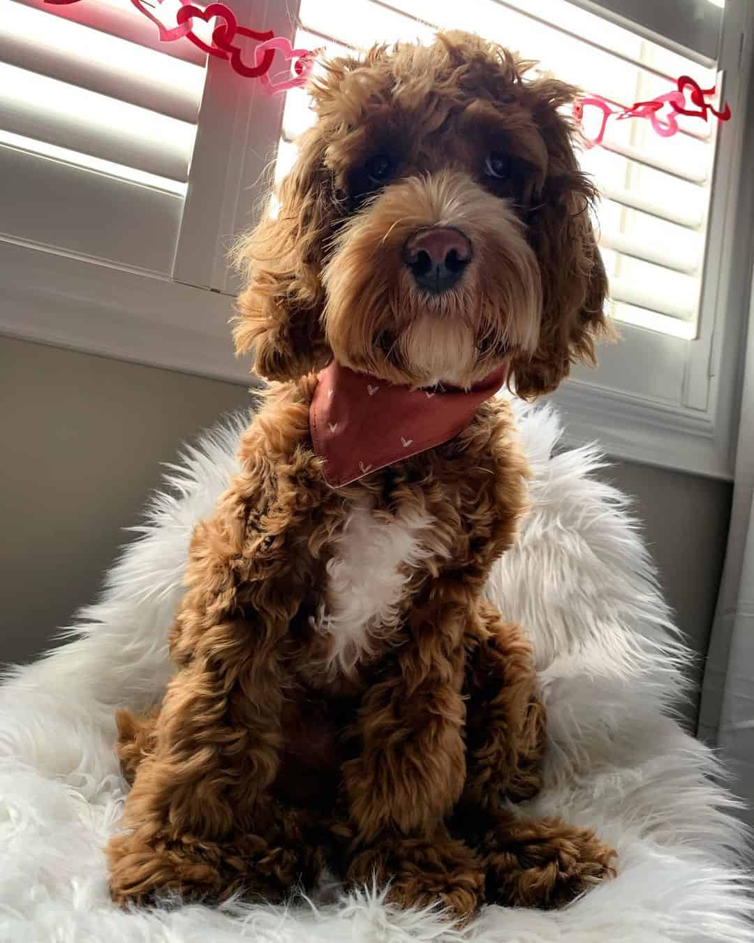 Tuxedo Cockapoo