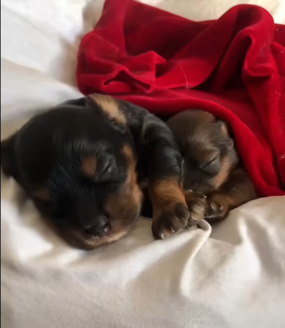 two black puppies sleeping together