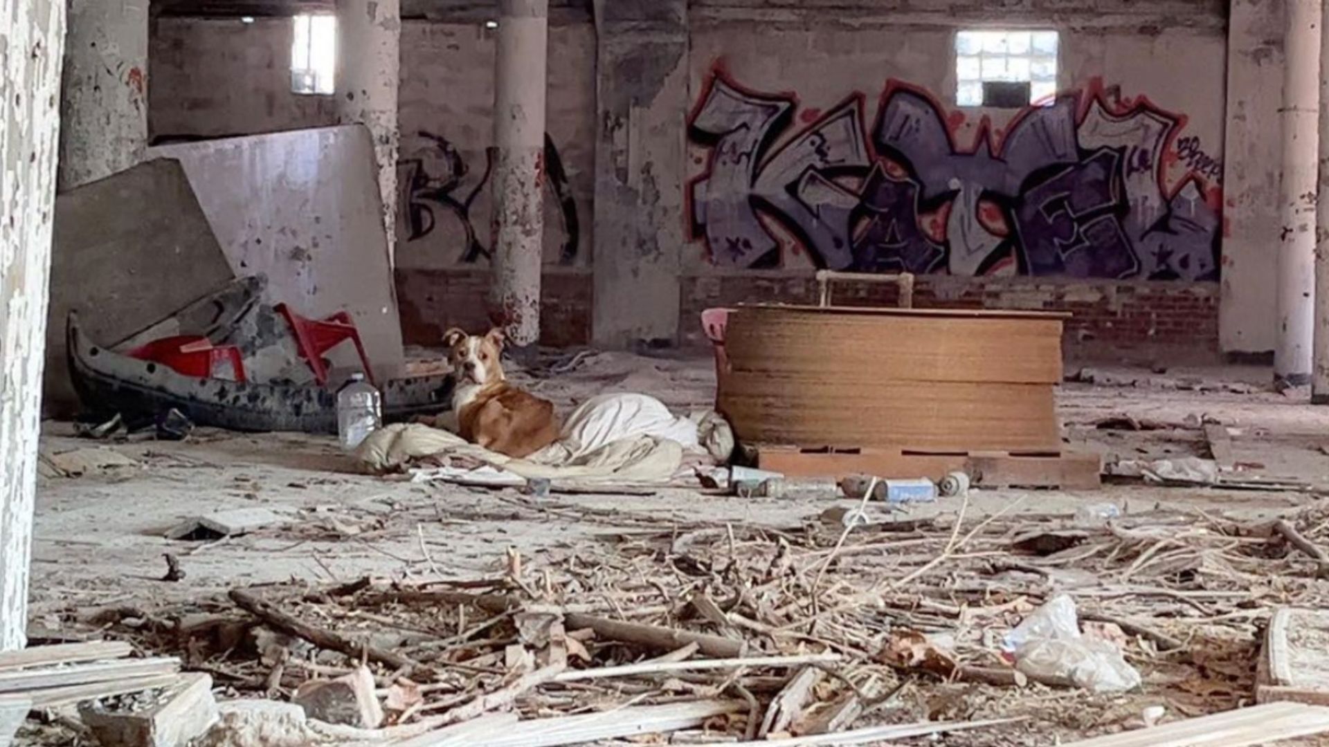 Starving Puppy Living In An Old Building With Only A Blanket Leaves Rescuers In Tears