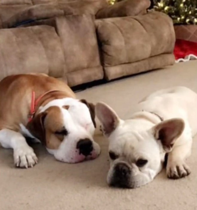 two dogs are lying on the carpet