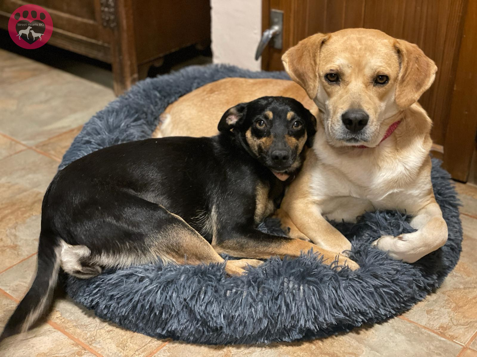 two dogs laying together on dogs bed