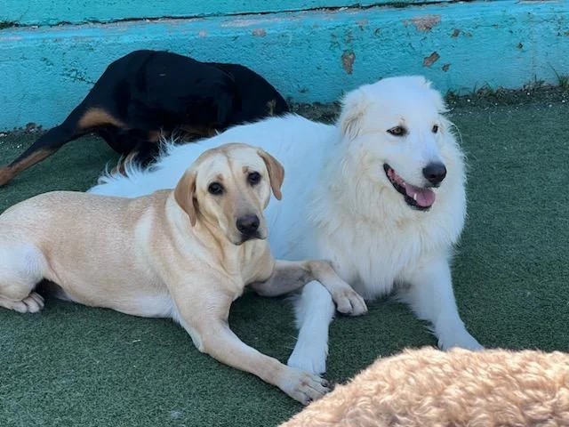 two dogs lying next to each other