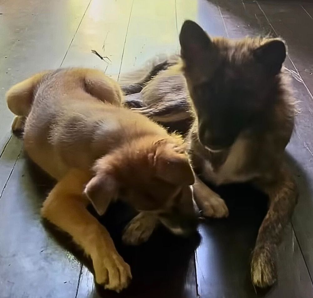 two dogs lying next to each other