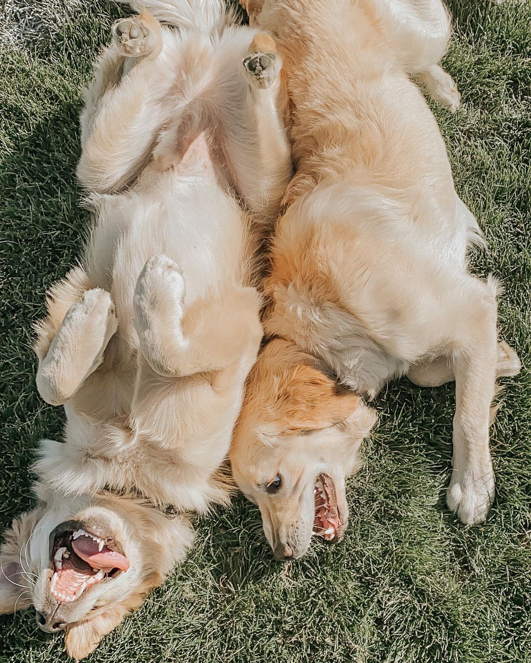 two dogs lying on grass