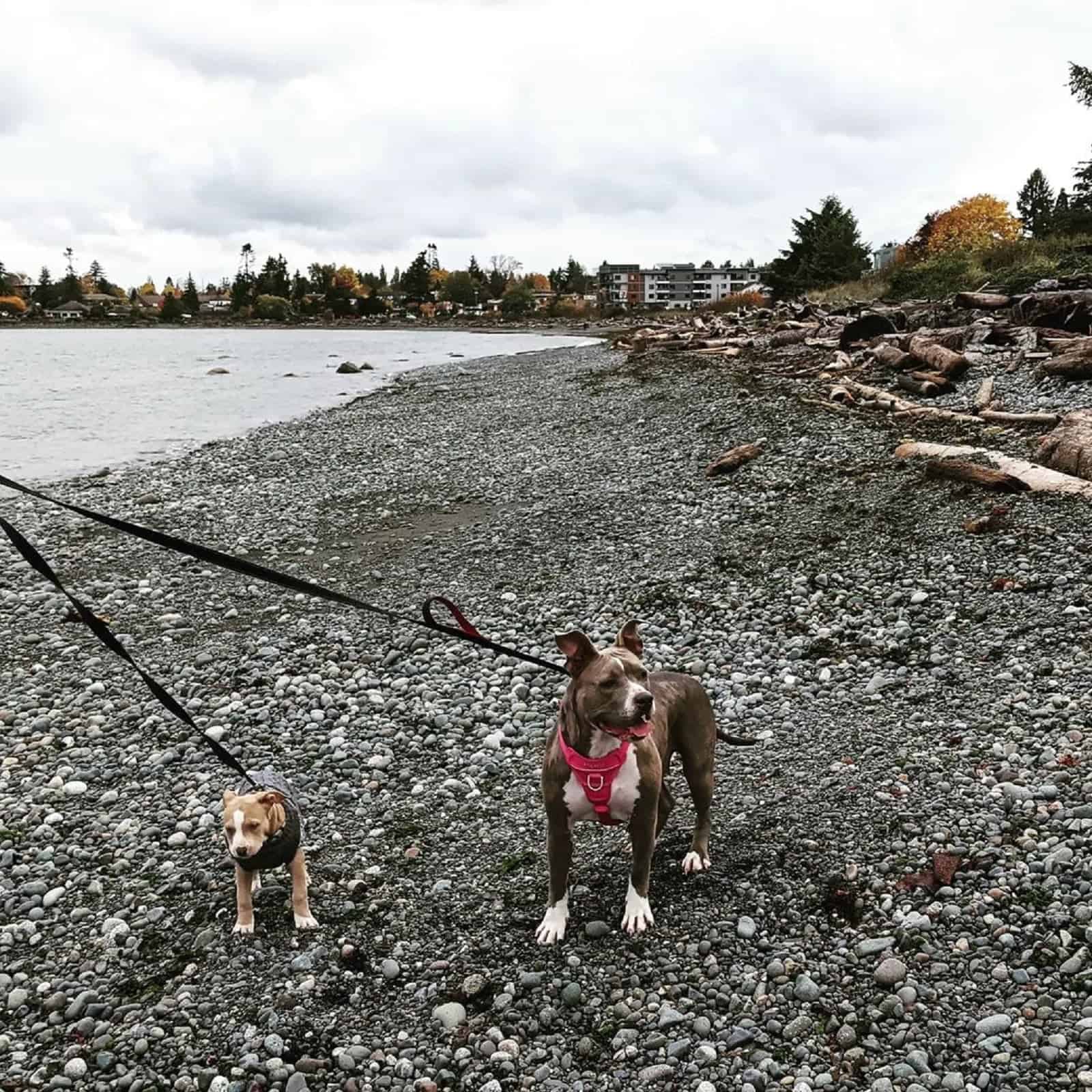 two dogs on a leash walking on the beach