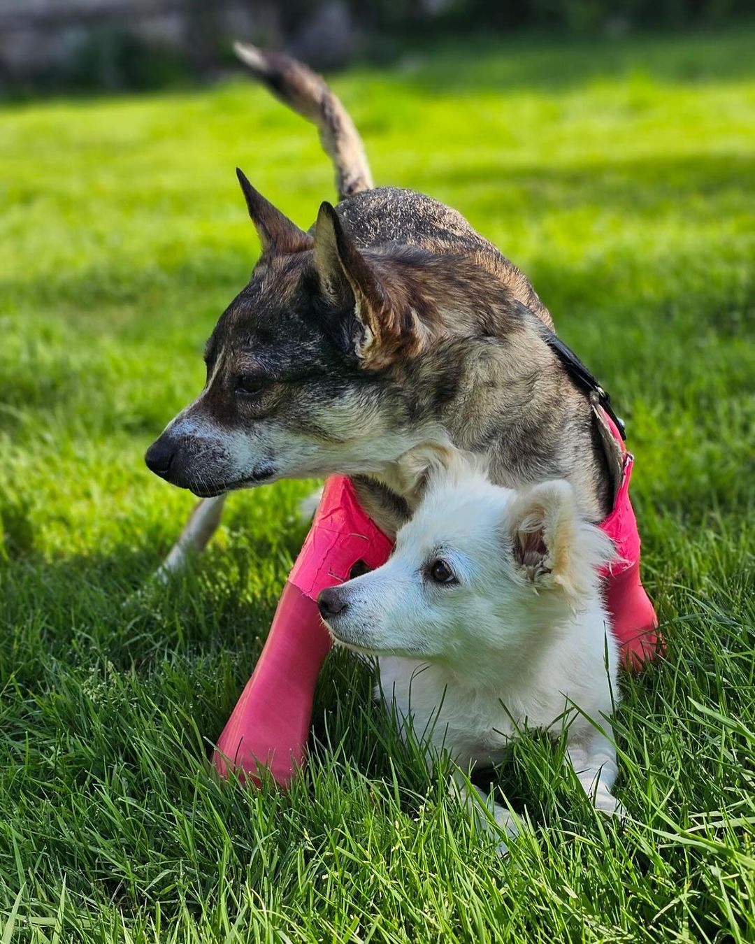 two dogs on green grass