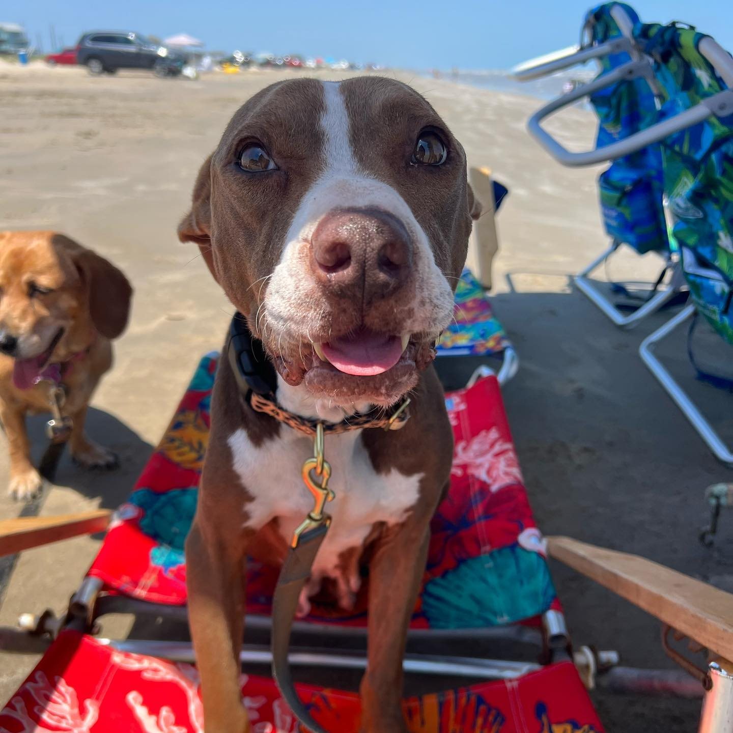 Two dogs on the beach