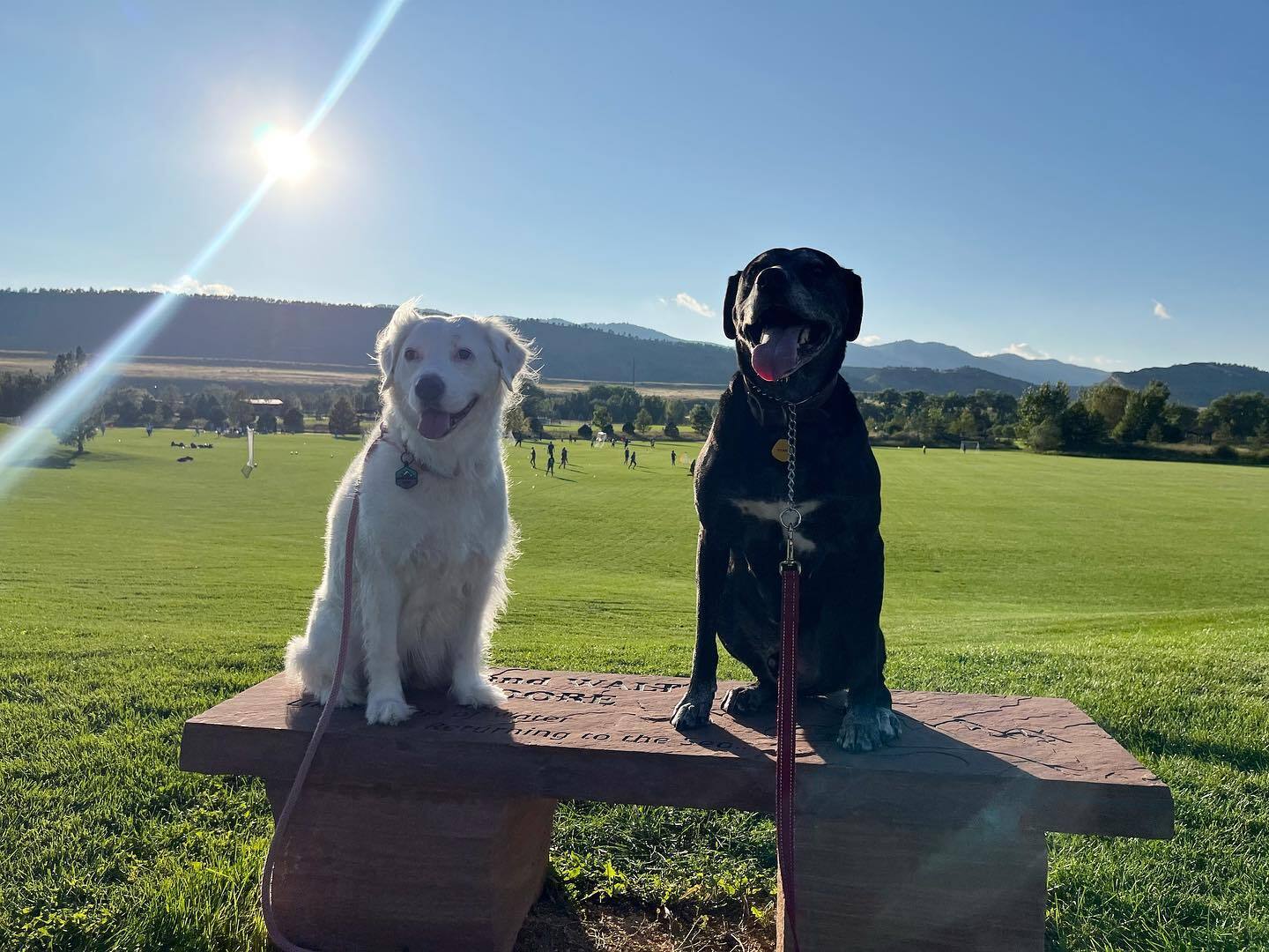 two dogs on the table in nature