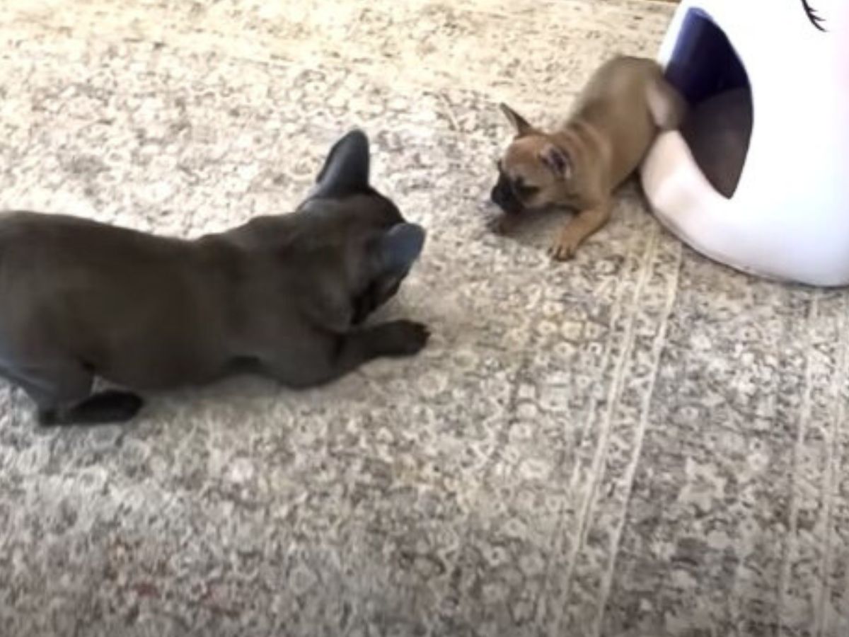 two dogs playing on carpet