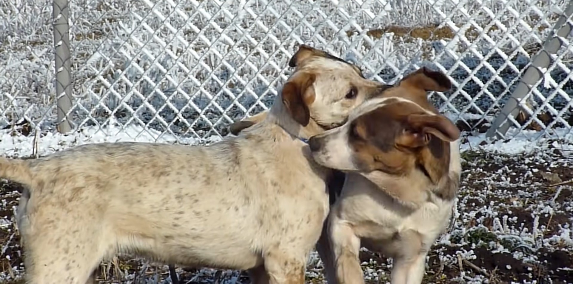 two dogs playing outside