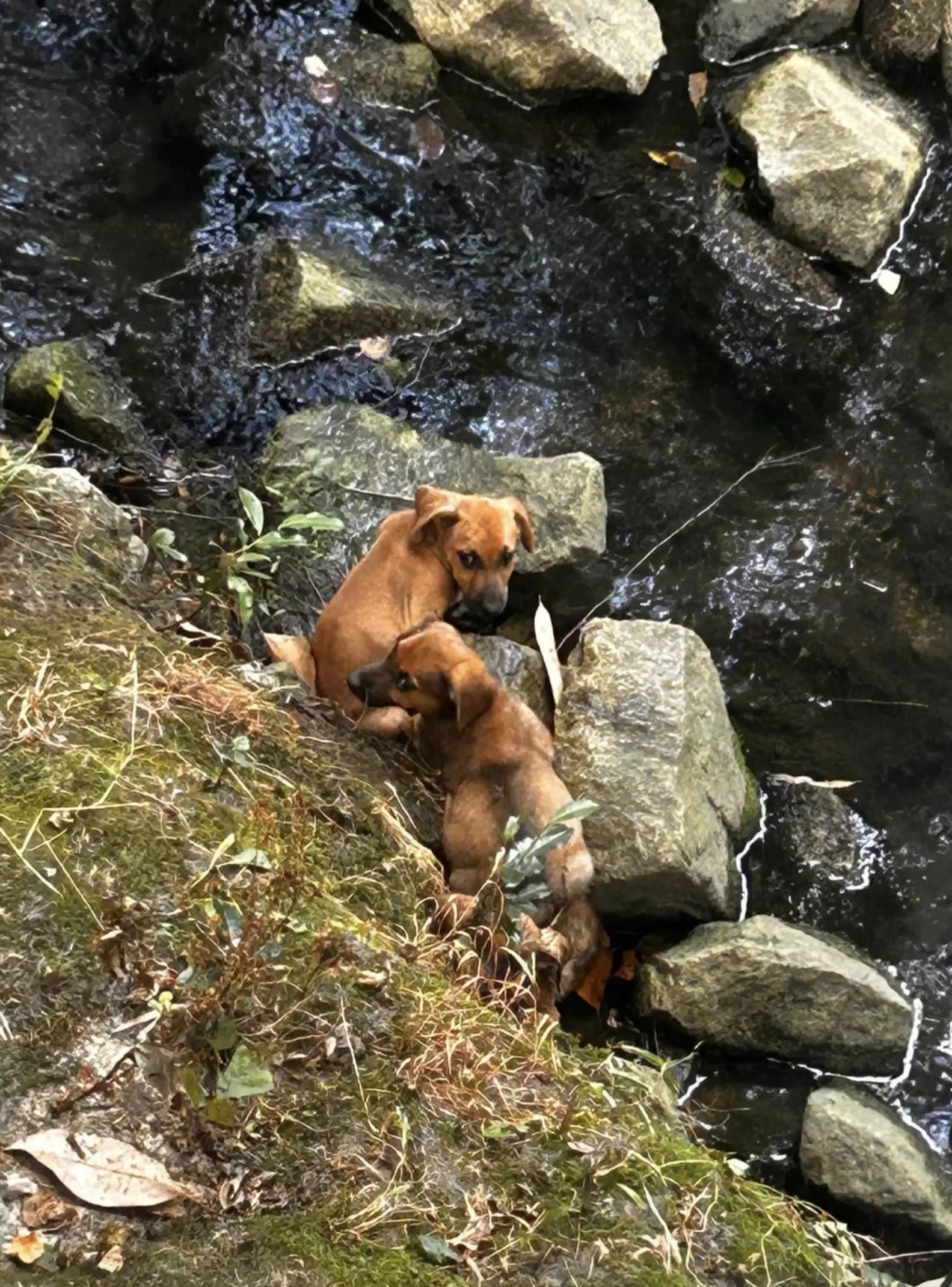 two dogs trapped by water