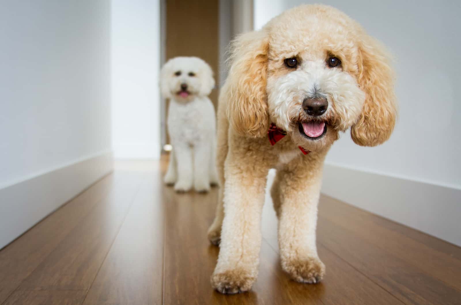 two dogs walking towards camera