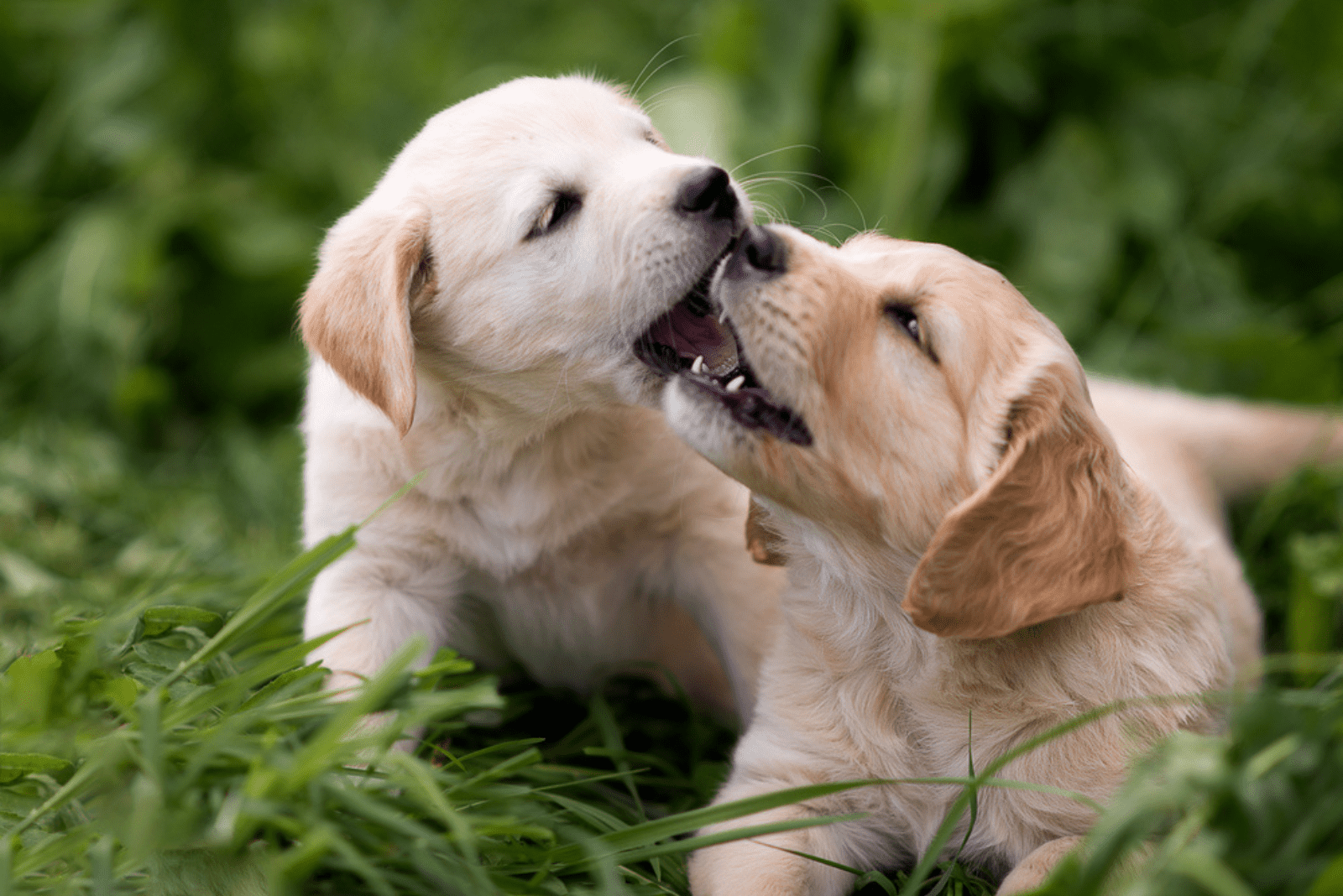 two labradors are playing