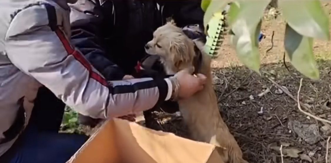 two men helping puppy