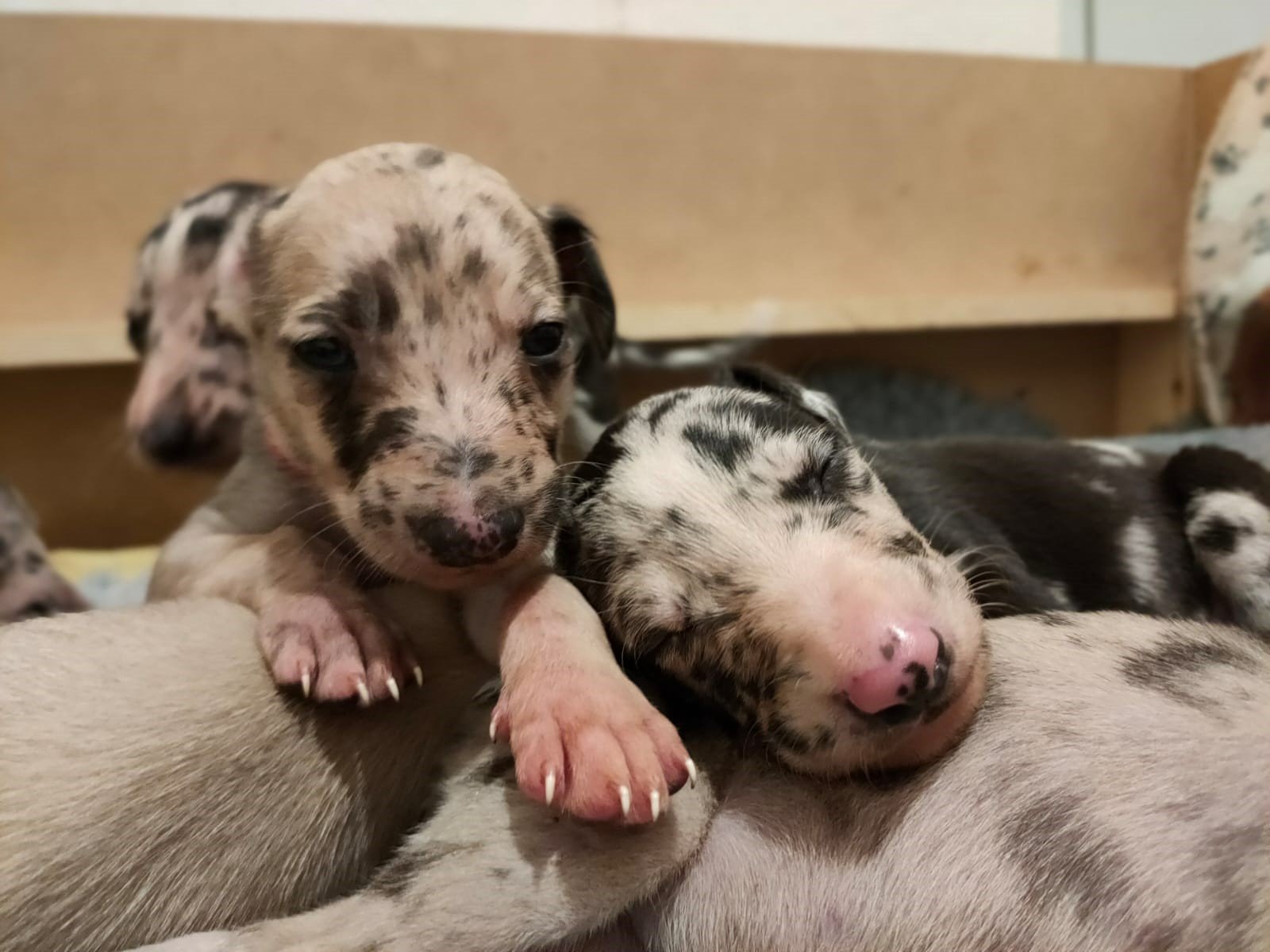 two newborn pupps