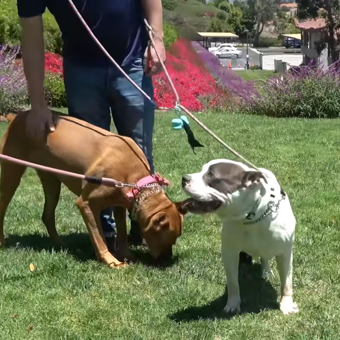 two pitties on grass