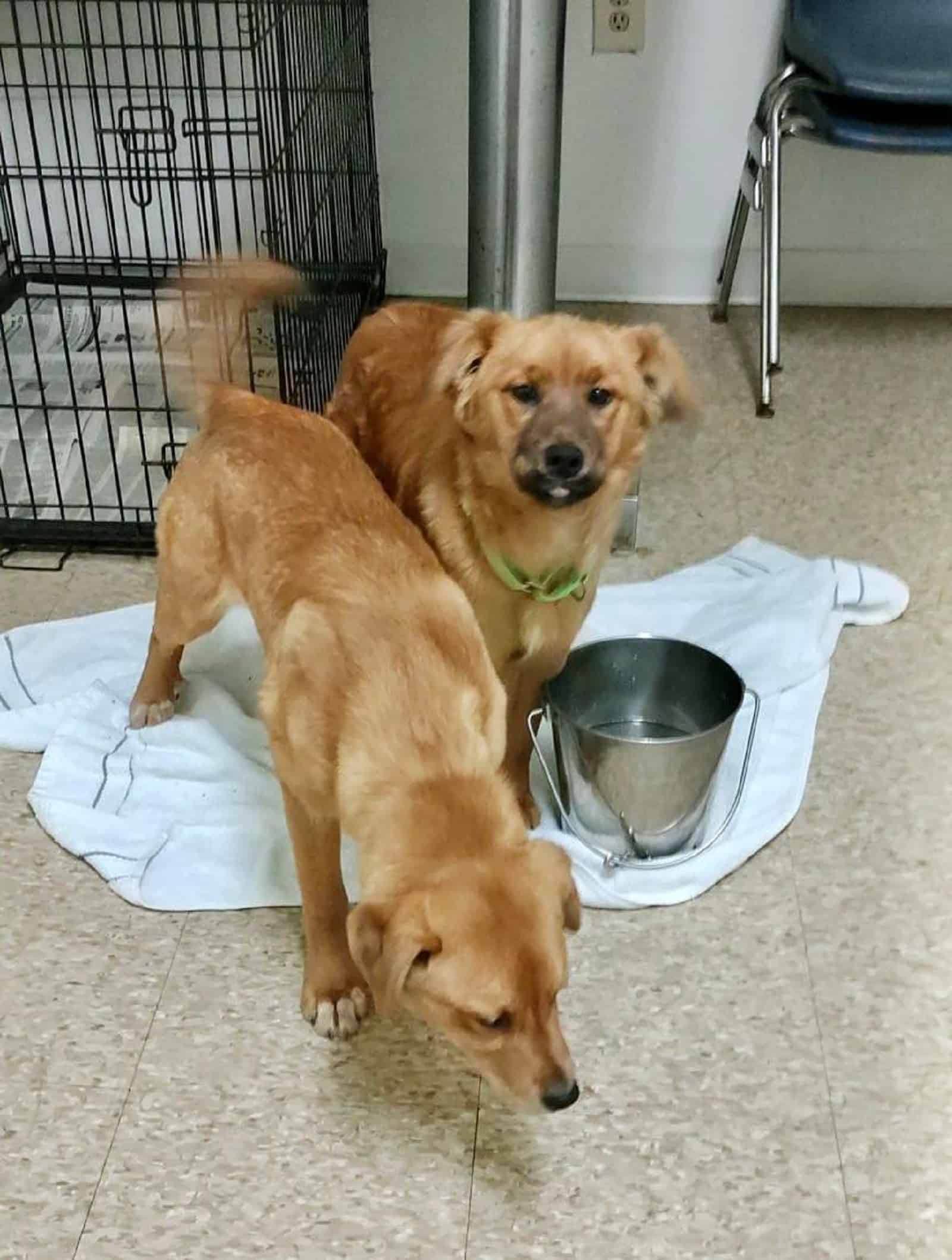 two puppies drinking water after being rescued