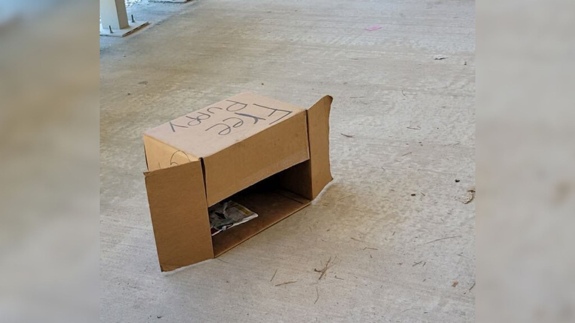 Texas Resident Stumbles Upon A Shocking Surprise Next A Cardboard Box Marked “Free”