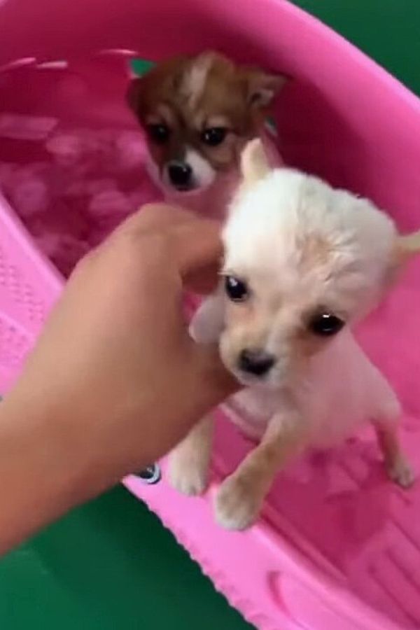 two puppies in a pink bucket