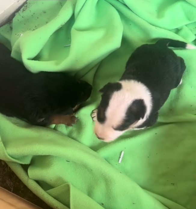 two puppies on a green blanket