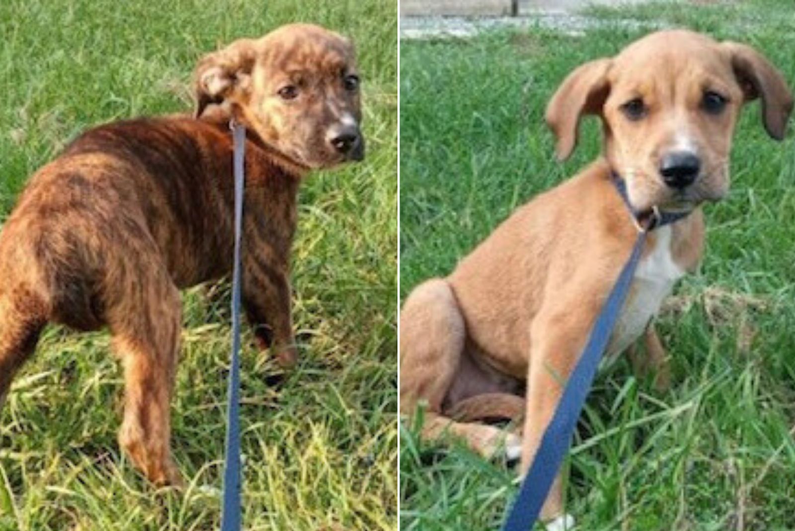 two small puppies on leash