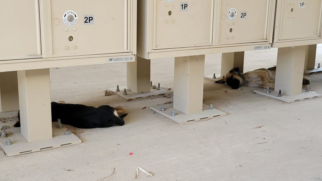 two puppies sleeping in a post office