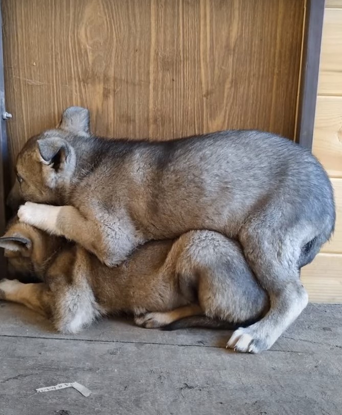 two scared puppies