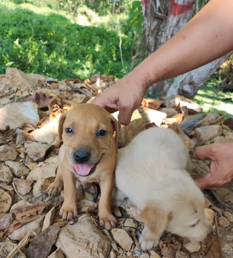 two sweet puppies