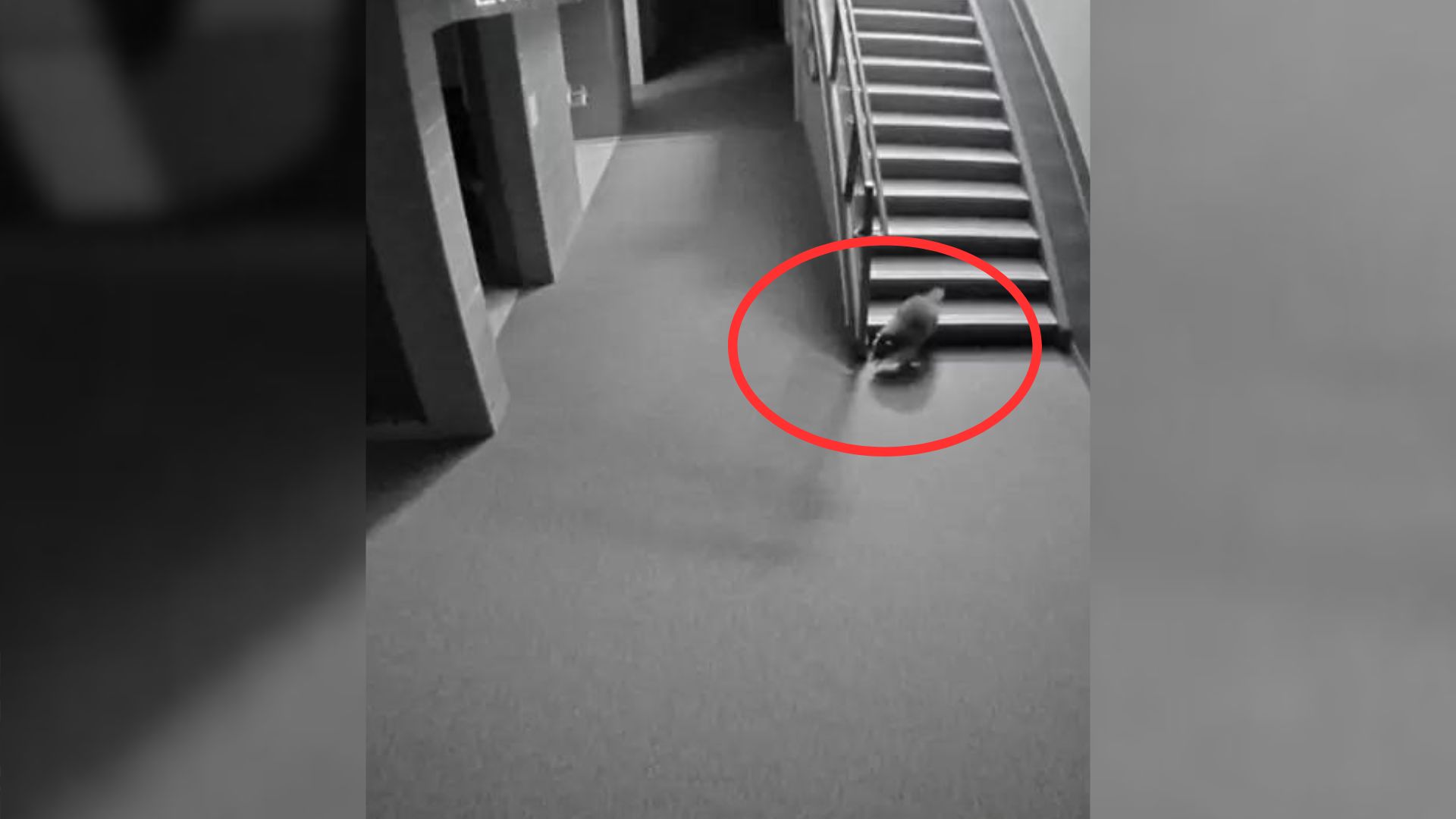 School Staff Had To Cancel All The Classes After Learning A Mystery Animal Broke In And Made A Huge Mess