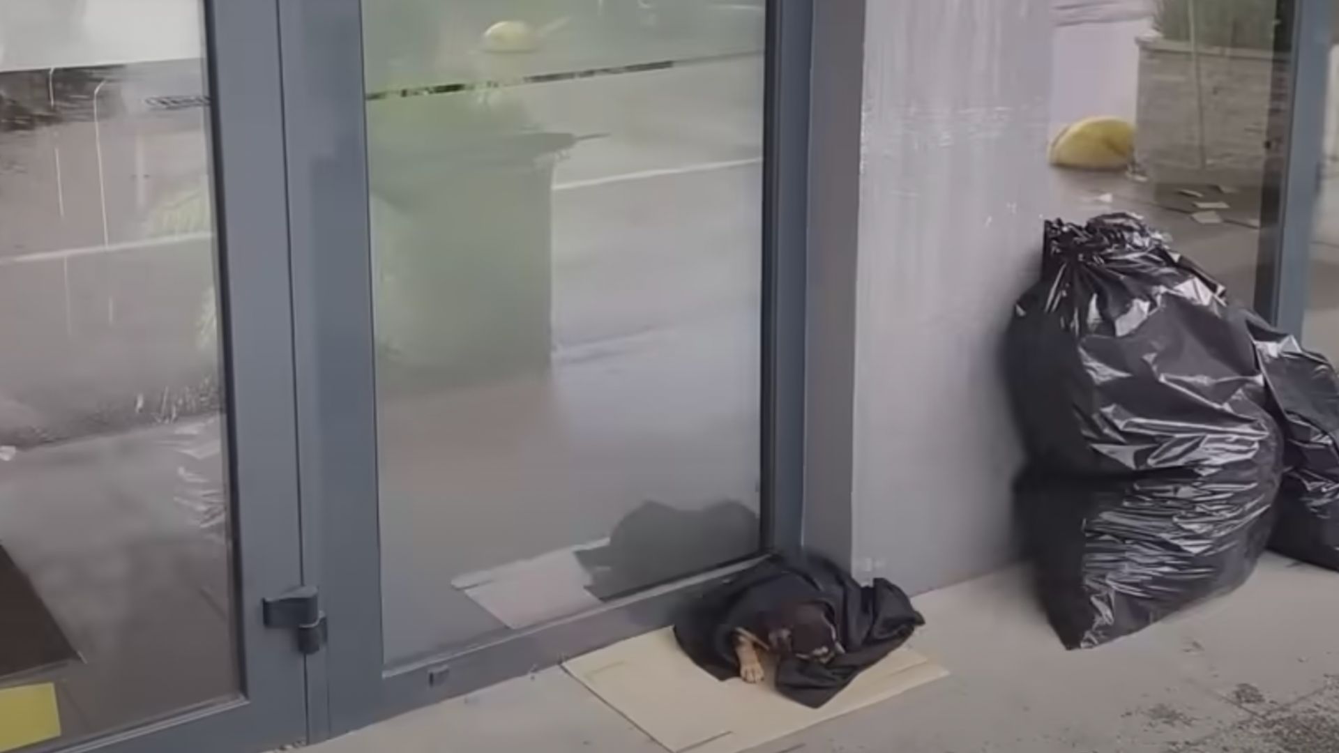 People Shocked To Find A Desperate Animal Wrapped In Blanket In Front Of Bank