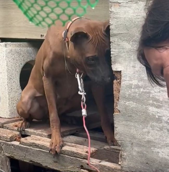 very sad dog and woman