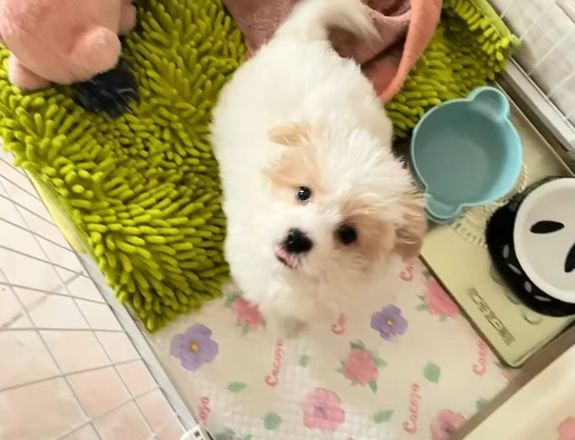 very sweet white puppy