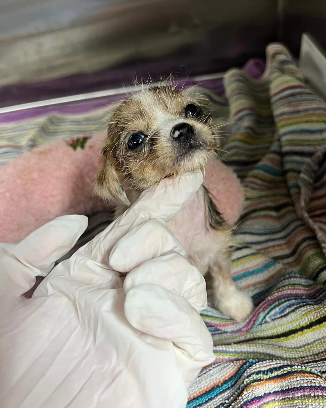 vet and puppy