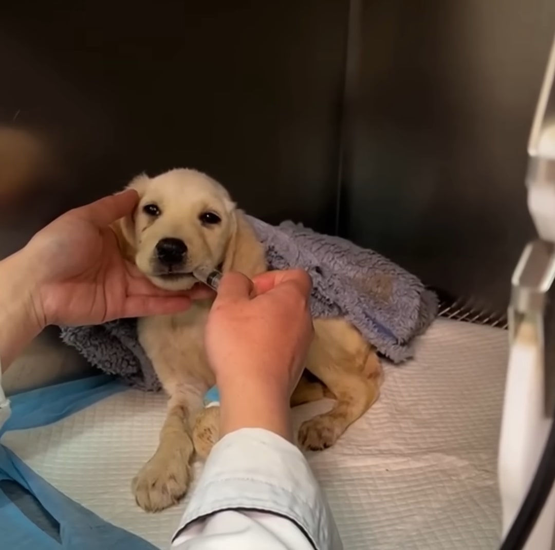 vet feeding the puppy