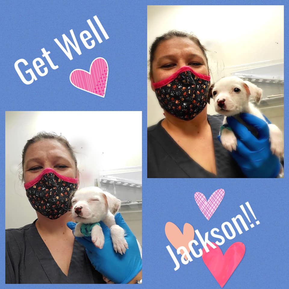 vet holding the tiny puppy