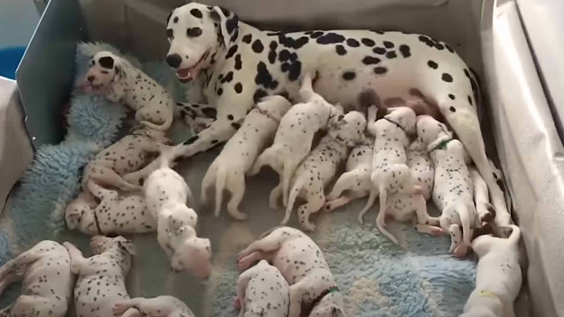 Vet Expects Dalmatian To Deliver 3 Babies, She Ends Up Giving Birth To 6 Times More