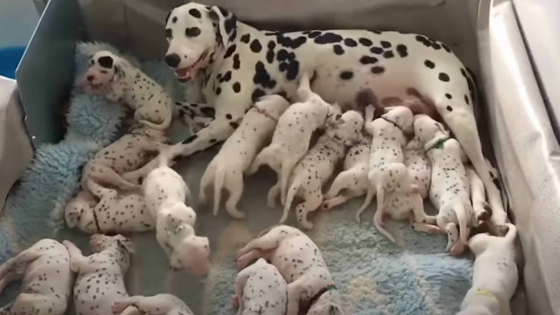 This Dalmatian ‘Expected’ 3 Puppies, But Ends Up Giving Birth To 6 Times More