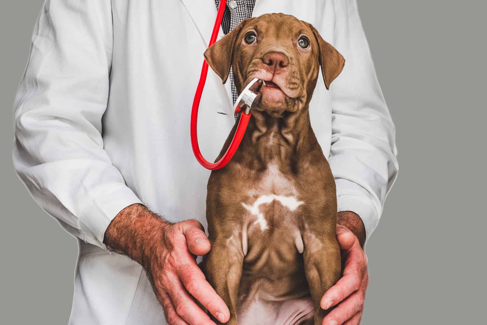 viszla puppy at doctors office desk