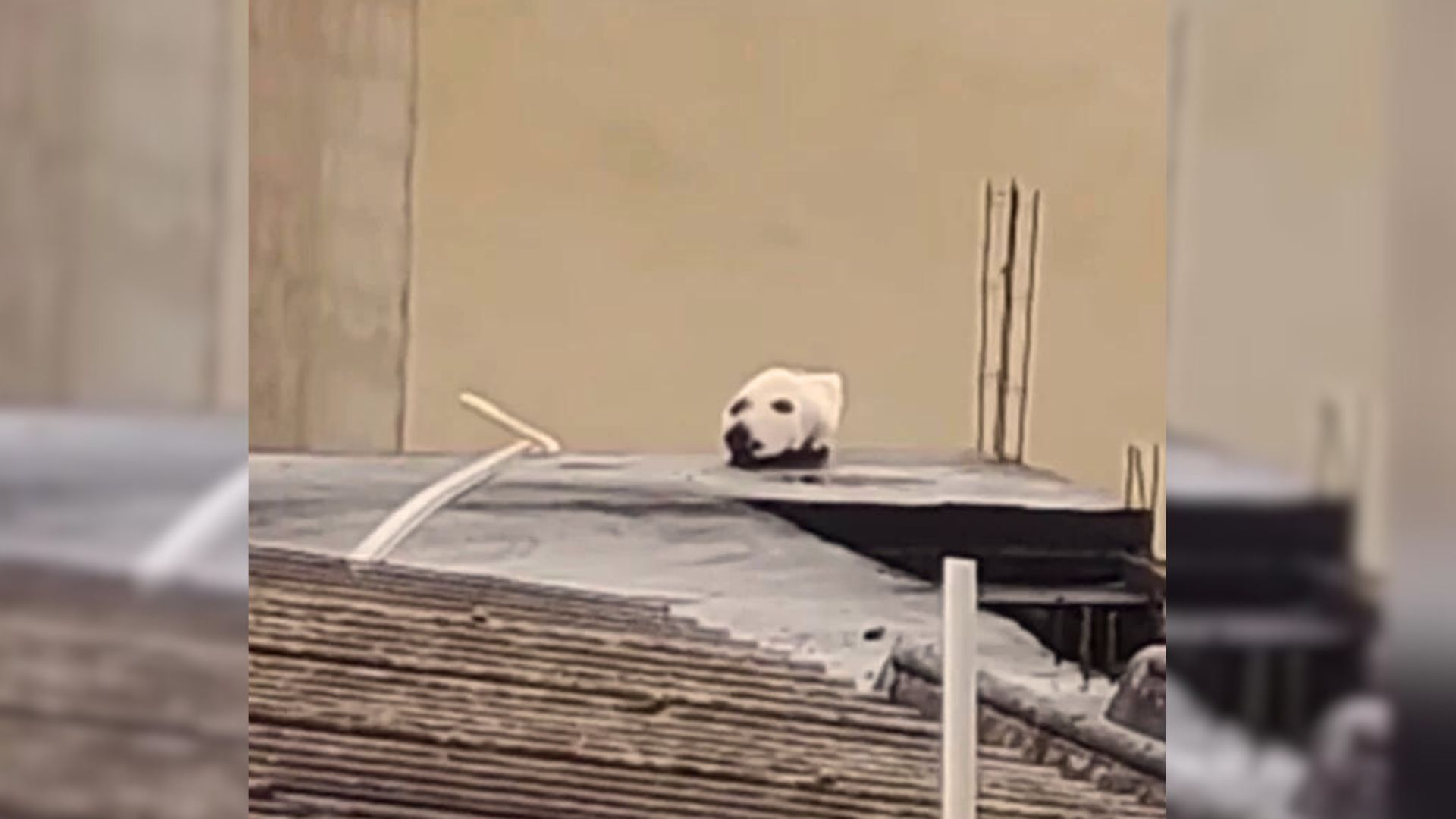 Get Ready To Laugh At The Optical Illusion Created By This Mysterious Animal On A Roof