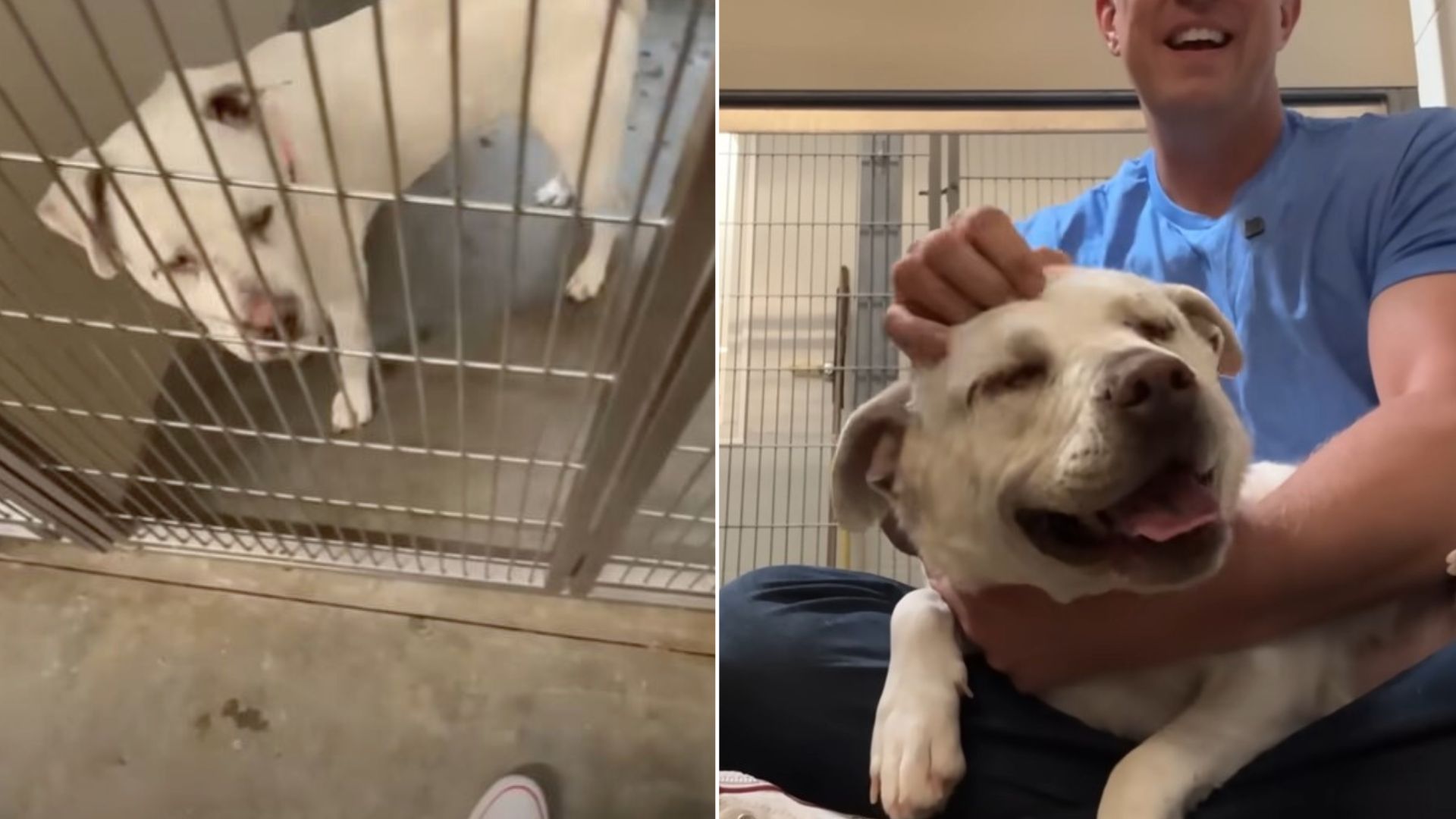 This Blind Shelter Dog’s Reaction To Receiving Love Will Melt Your Heart